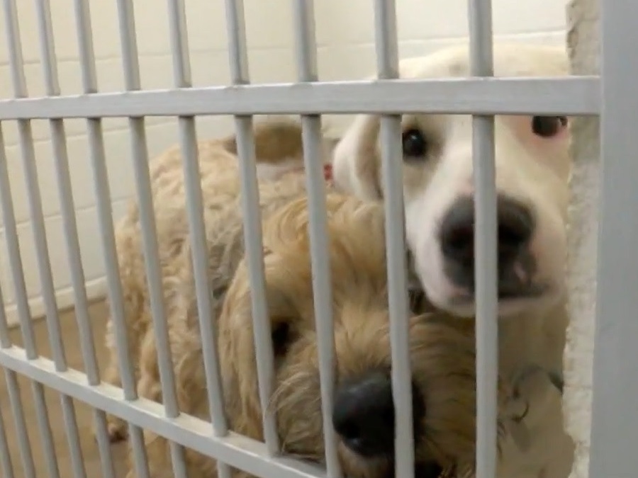 FREE pet adoptions at Arizona Humane Society on Friday, Saturday